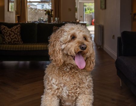 dog friendly stays